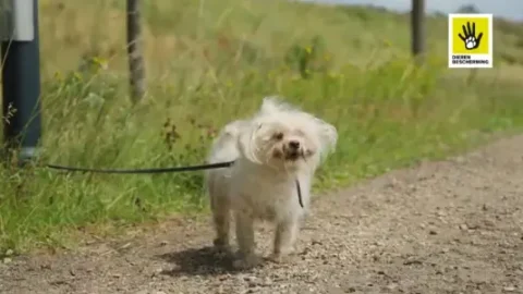 Doneer alsjeblieft – elke euro telt. Voor de dieren.